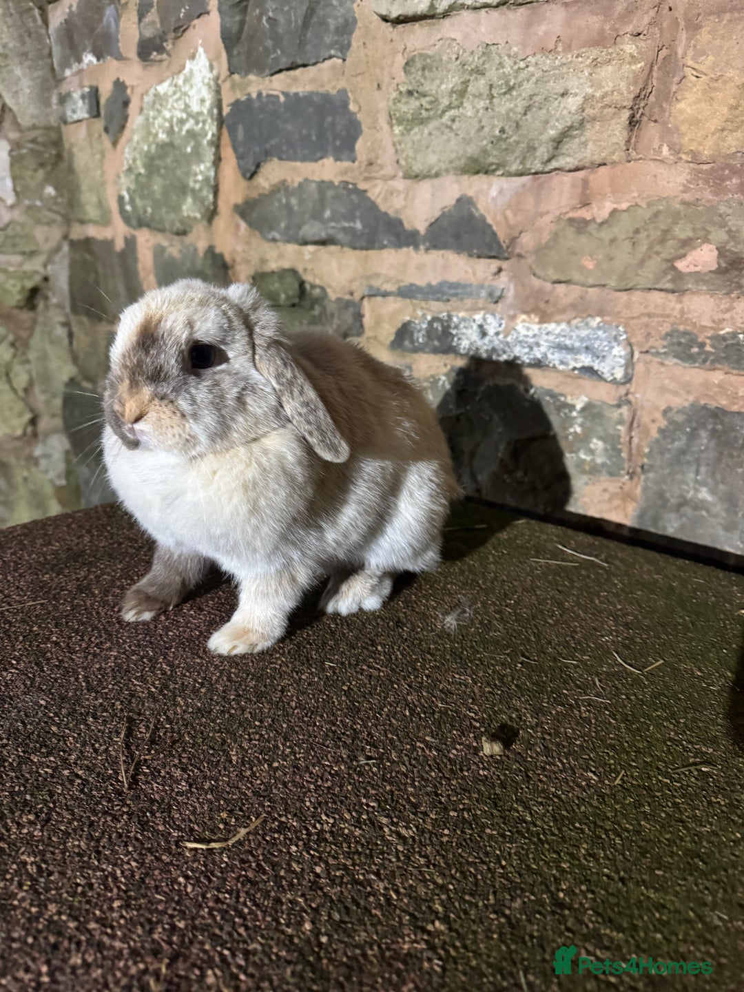 Mini Lop rabbits for sale: Lilac self buck chocolate harli female mini lops  - Advert 2