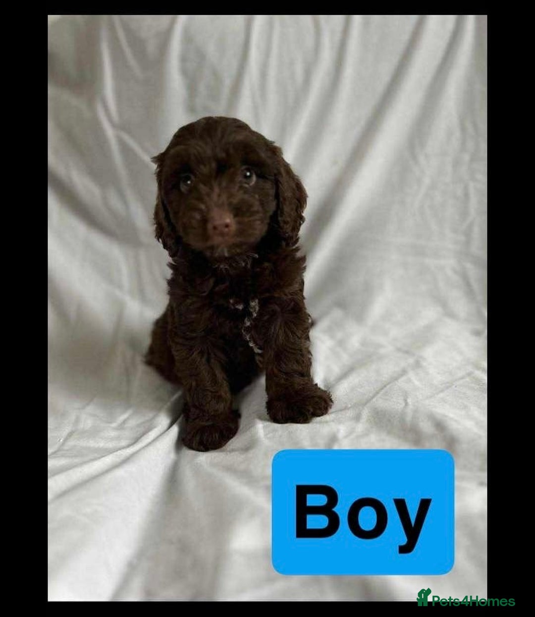Cockapoo dogs for sale: F1 cockapoo puppies  - Image 7