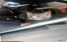 Mixed Breed cats for sale: 3 beautiful baby’s looking for their loving home  - Image 31