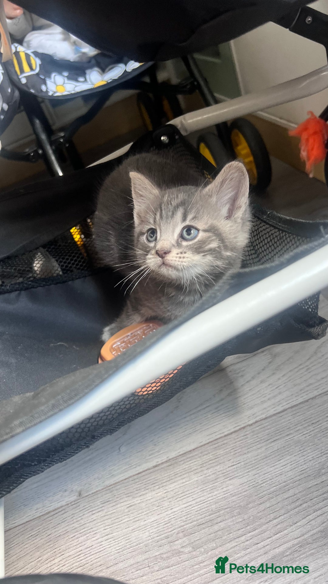 Mixed Breed cats for sale: 3 beautiful baby’s looking for their loving home  - Image 31