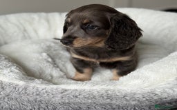 Miniature Dachshund dogs for sale: Miniature dachshund  - Image 3