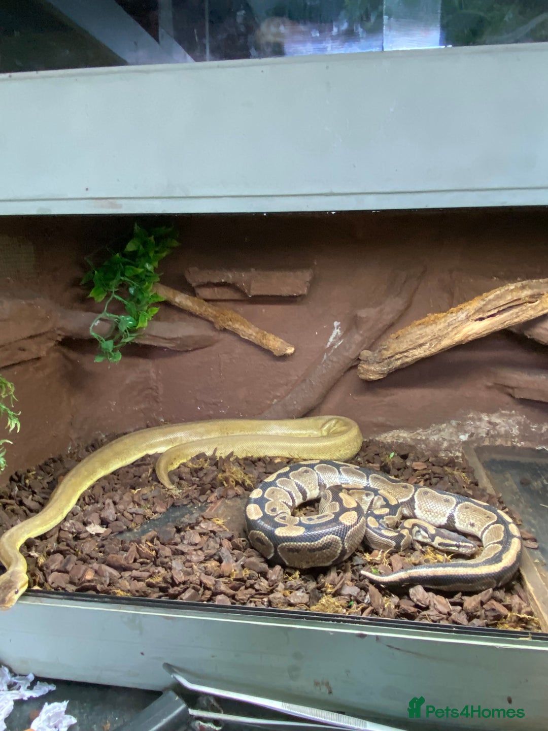 Python Snake reptiles for sale: Ball Pythons  - Advert 3