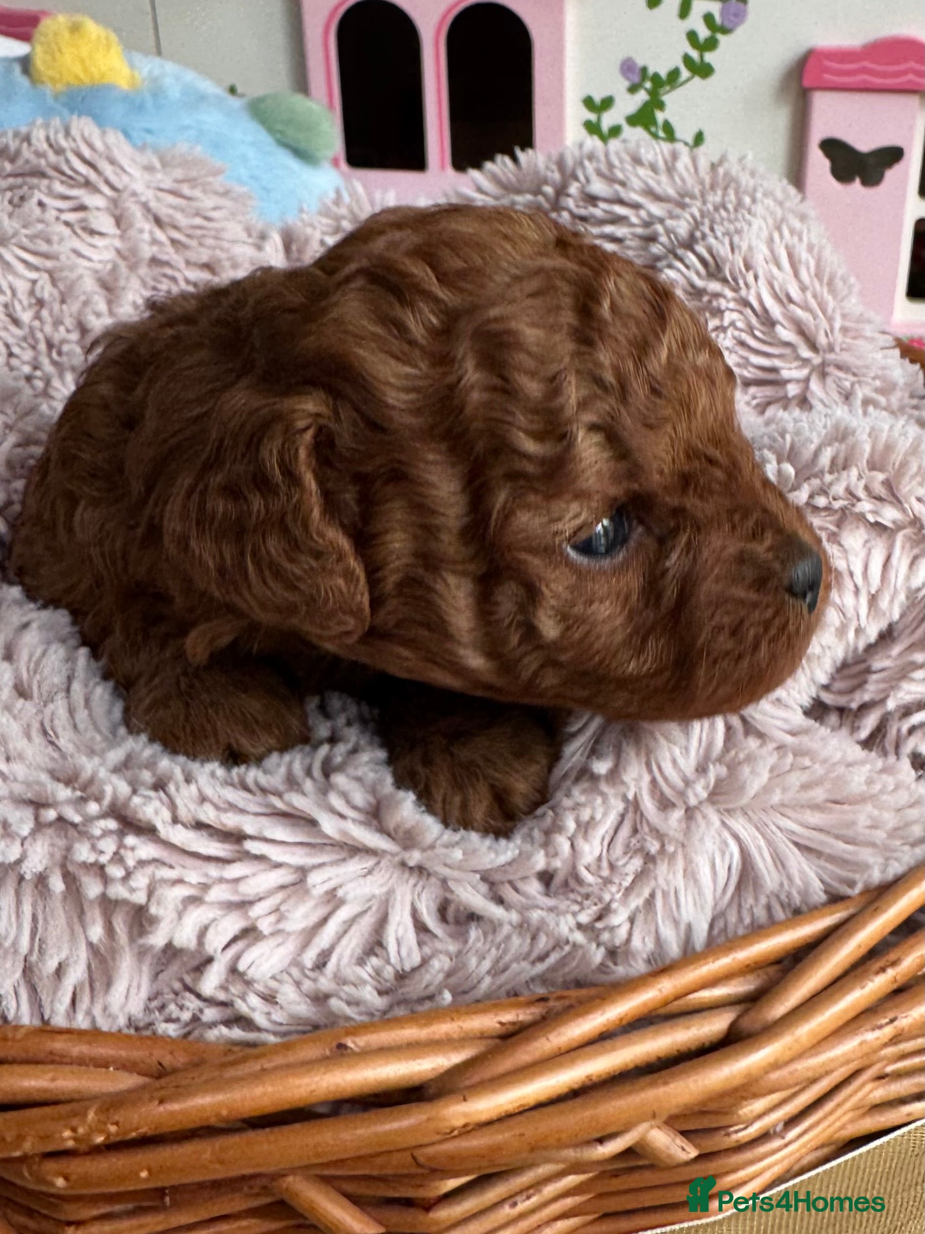 Toy Poodle dogs for sale: Asian Poodle Puppies WAITING LIST OPEN - Advert 35