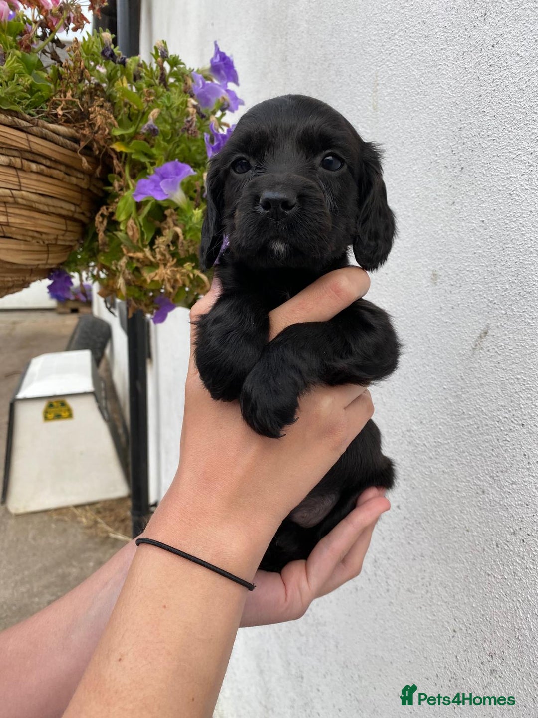 Cocker Spaniel dogs for sale: Carefully bred Kc FTW sired cocker spaniel pups,  - Image 29