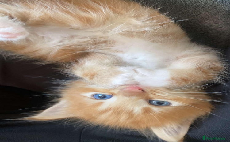 Maine Coon cats - Advert 8