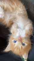 Maine Coon cats - Advert 6