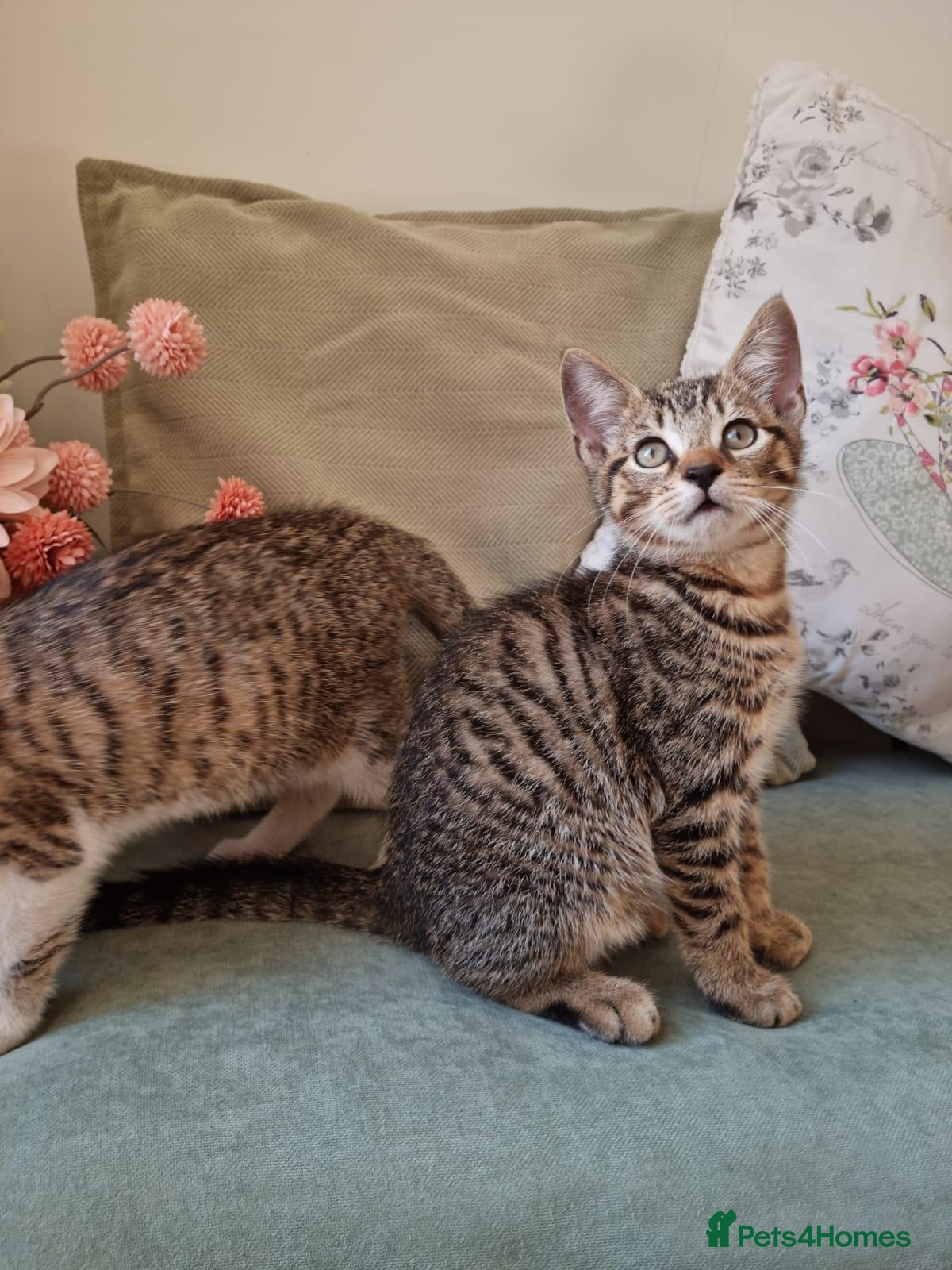 Bombay cats Female tabby kitten - Advert 6