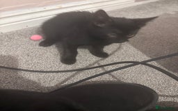 Domestic Shorthair cats for sale: Free kitten to a good home - Image 4