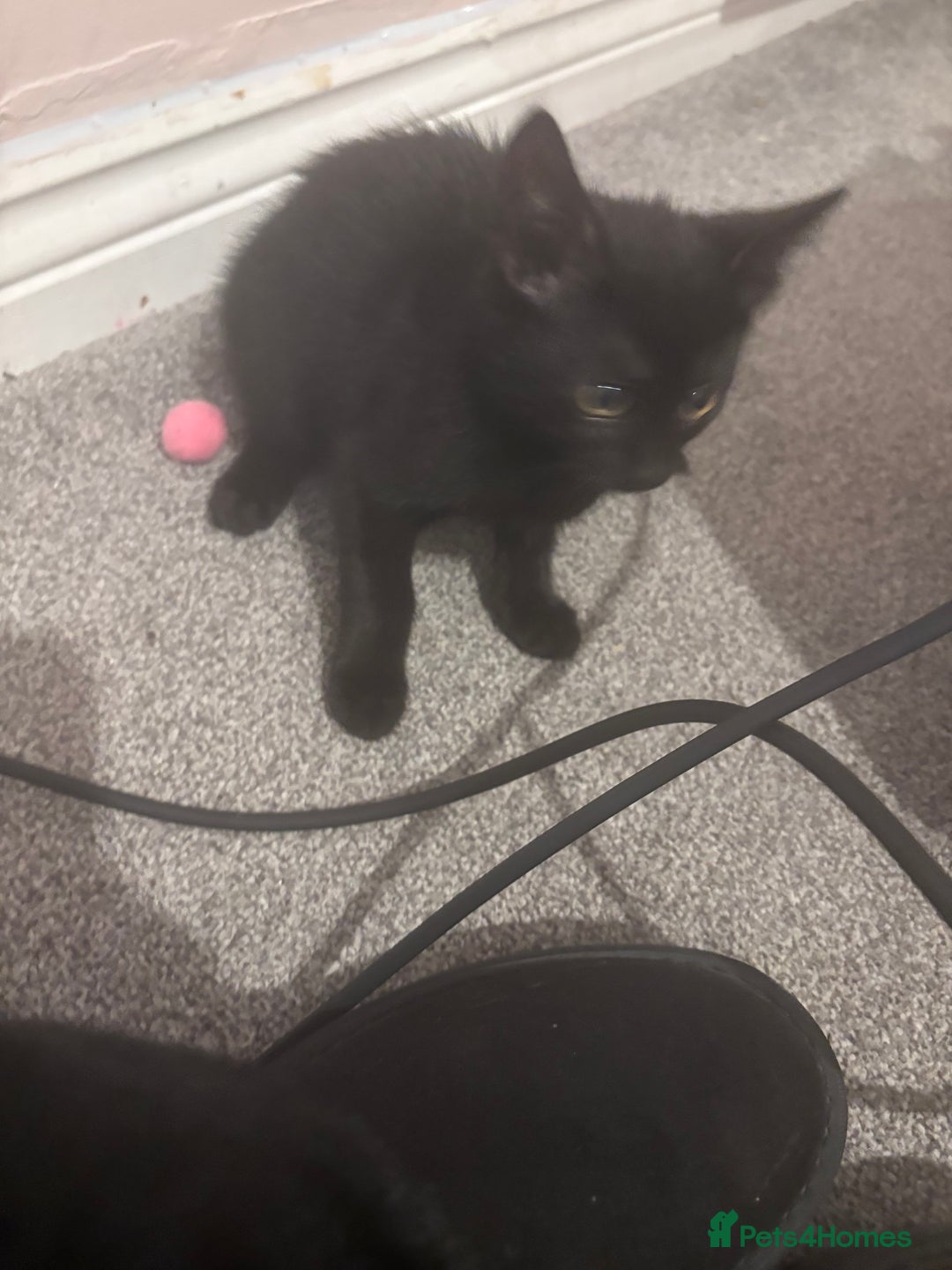 Domestic Shorthair cats for sale: Free kitten to a good home - Image 4