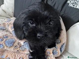 Mixed Breed dogs Shihtzu x mini wire daxi adorable - Advert 2