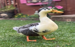 Ducks poultry for sale: Male Drake Duck For Sale  - Image 1