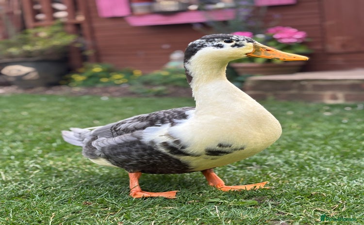 Ducks poultry - Advert 9