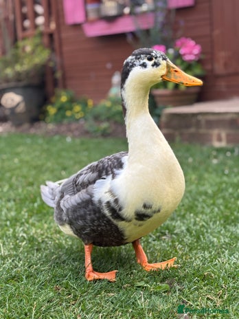 Ducks poultry - Advert 9