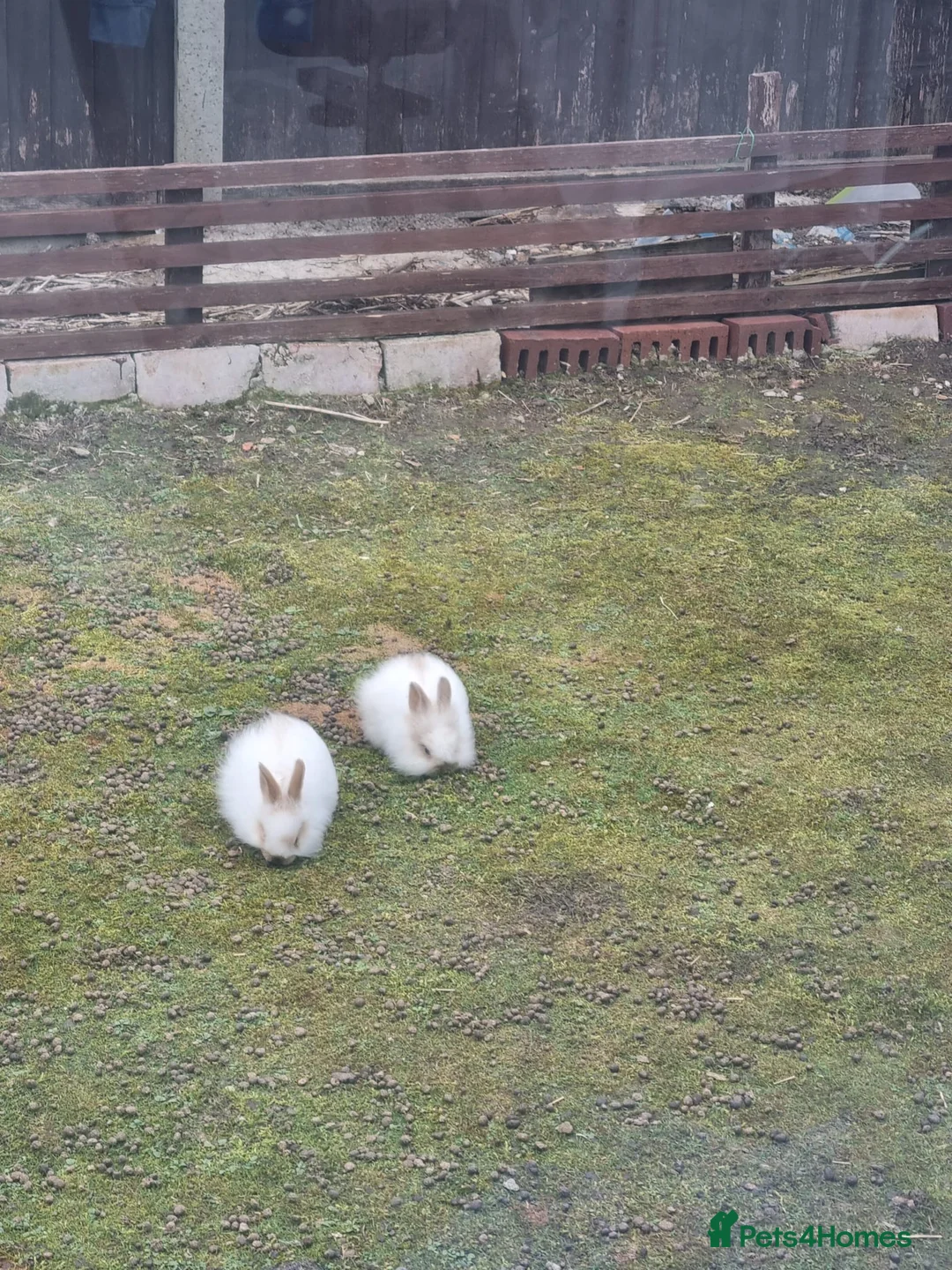 Mixed Breed rabbits for sale: Selling Baby Rabbits and Parents - Advert 3