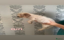 Cockapoo dogs for sale: Beautifulf1cockapoopuppies for their forever homes - Image 11