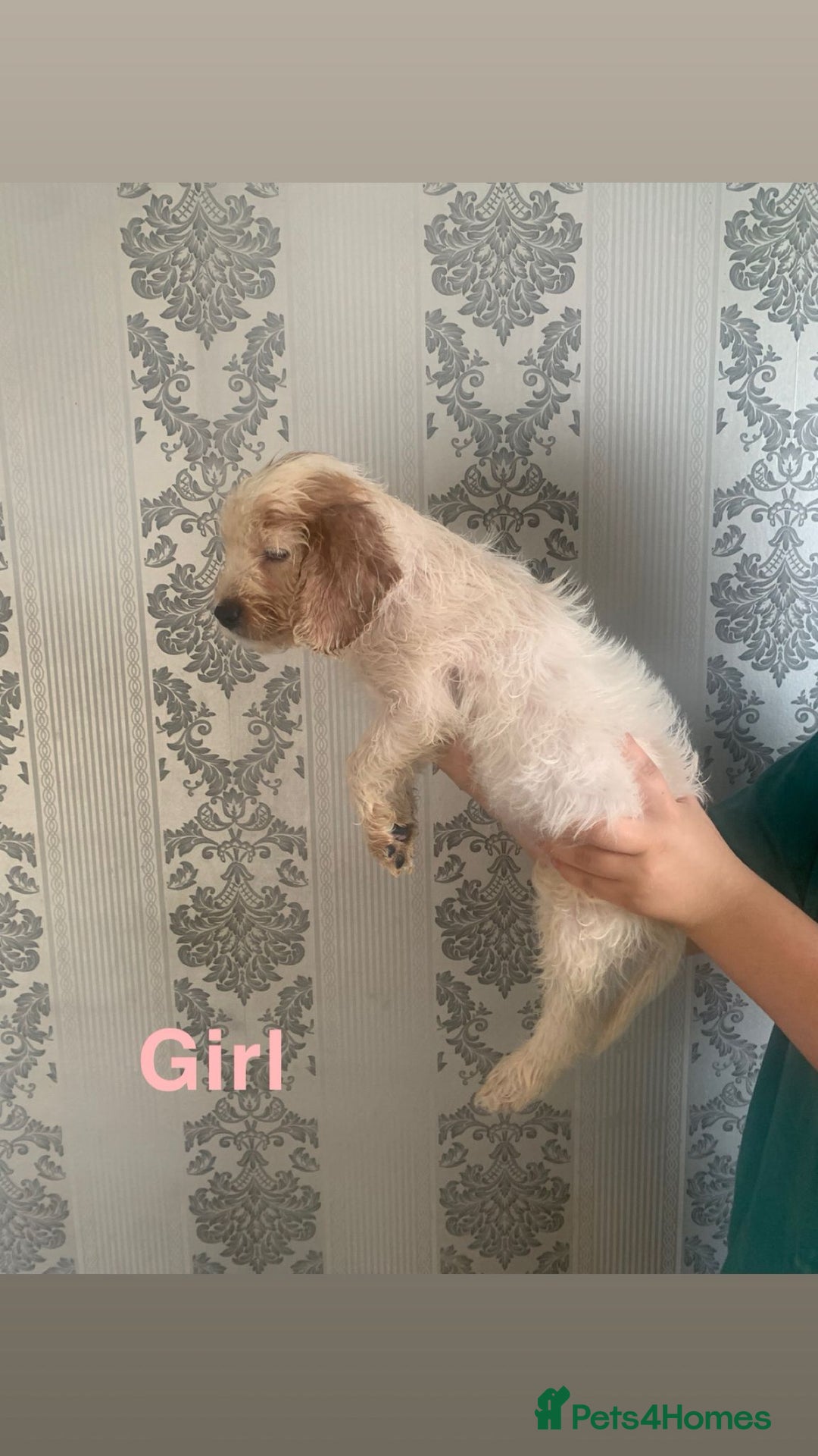 Cockapoo dogs for sale: Beautifulf1cockapoopuppies for their forever homes - Image 11