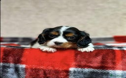 Cavalier King Charles Spaniel dogs for sale: Beautiful cavalier king charles puppies - Image 3