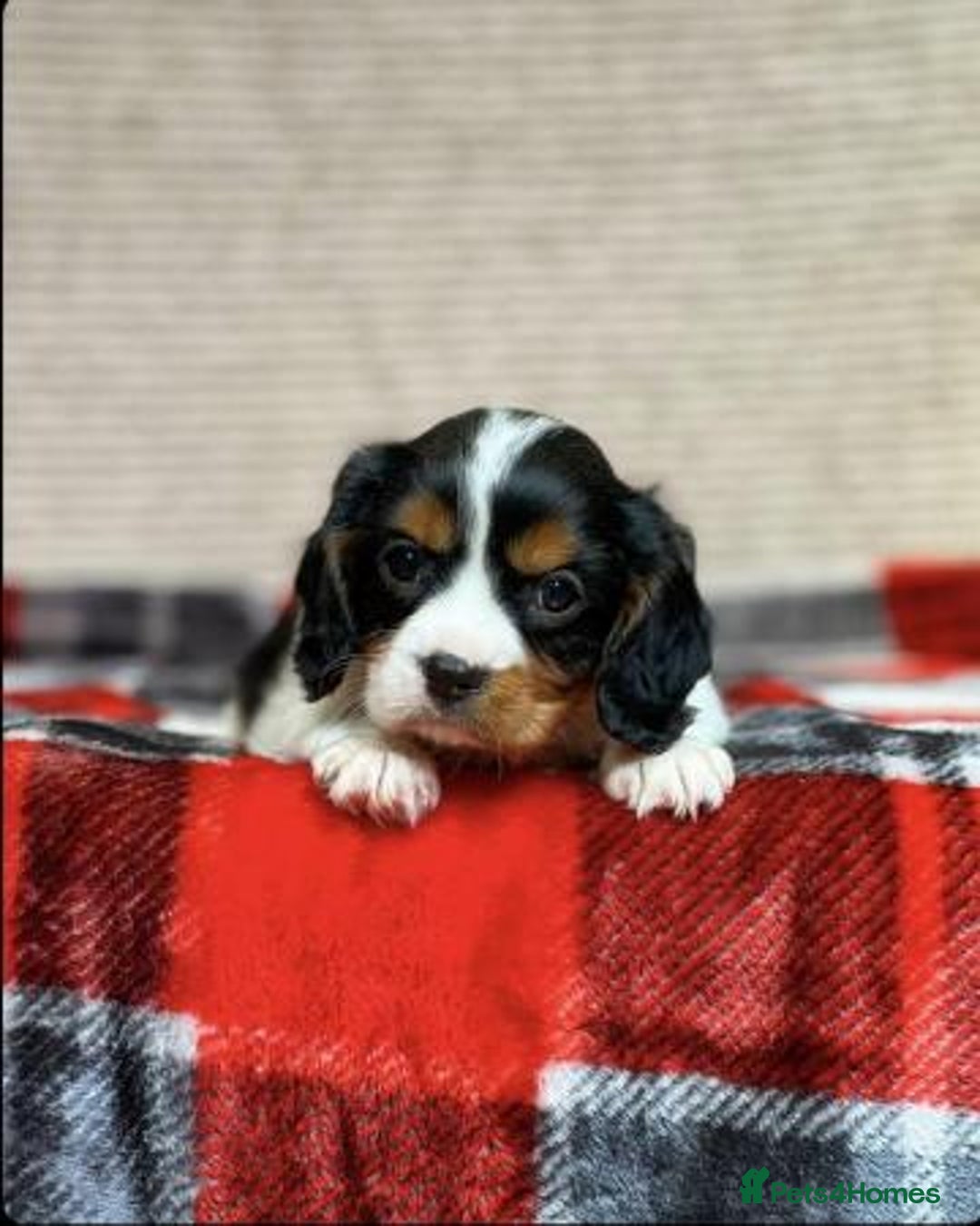 Cavalier King Charles Spaniel dogs for sale: Beautiful cavalier king charles puppies - Image 3