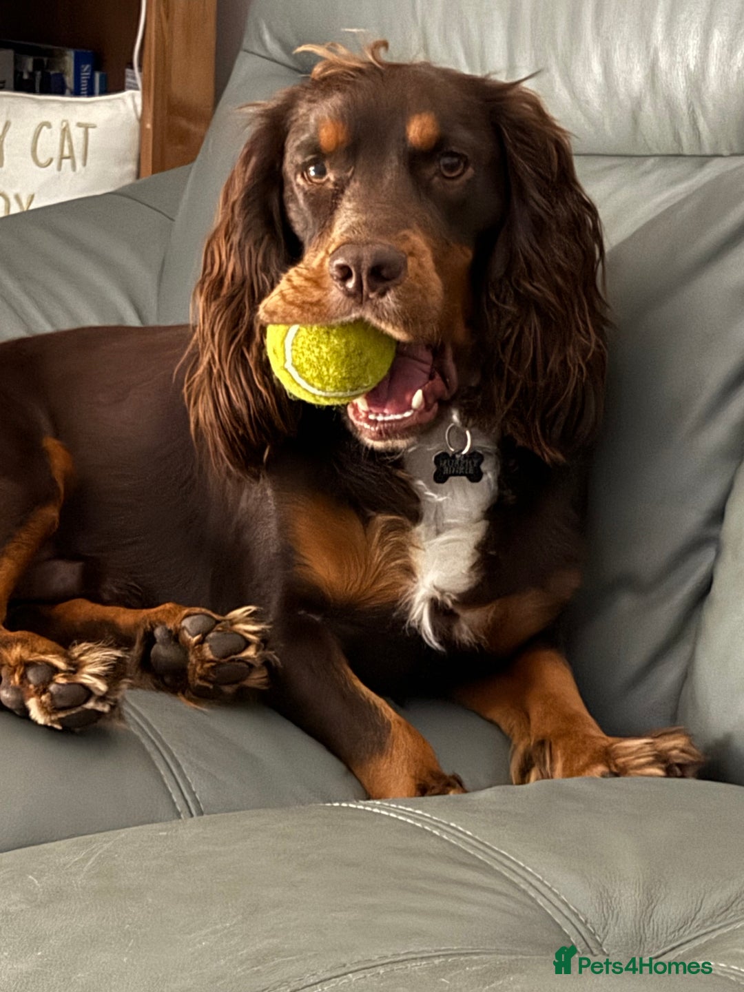 Cocker Spaniel dogs for sale: Beautiful Male Working Cocker Spaniel - Advert 6