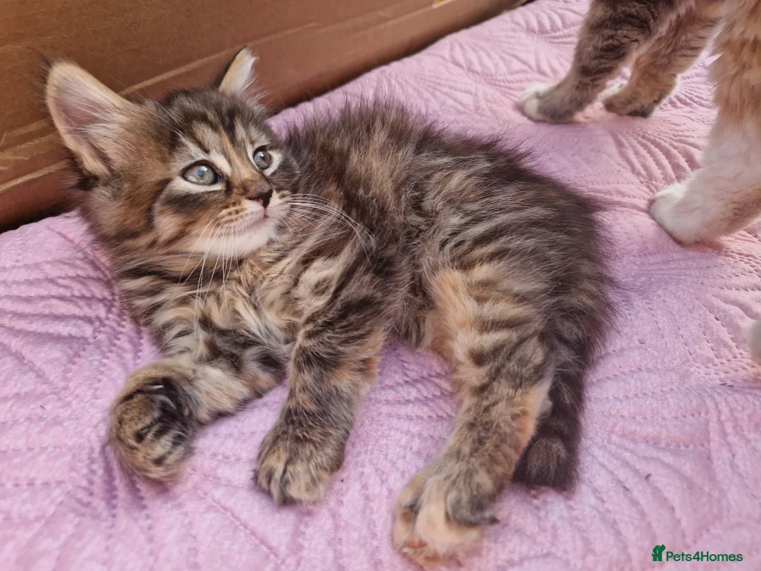 Mixed Breed cats for sale: Kitten 😸  - Advert 1