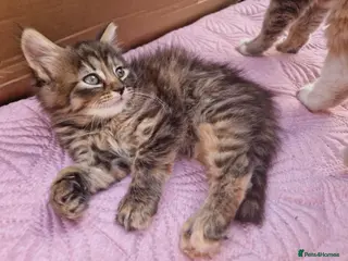 Mixed Breed cats Kitten 😸 - Advert 5