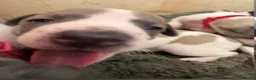 Whippet dogs for sale: litter of 8 pups 5x boys 3x bitches  - Advert 2