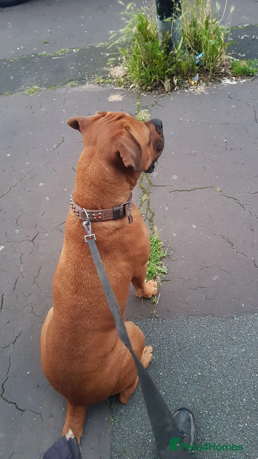 Mixed Breed dogs for sale: Female Cane Corso/Mastiff Nala - Advert 2