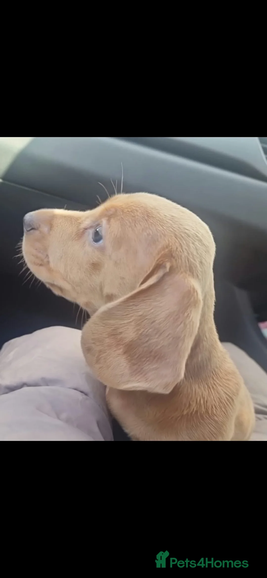Dachshund dogs for sale: Dachshund boy  in Burnley - Advert 5