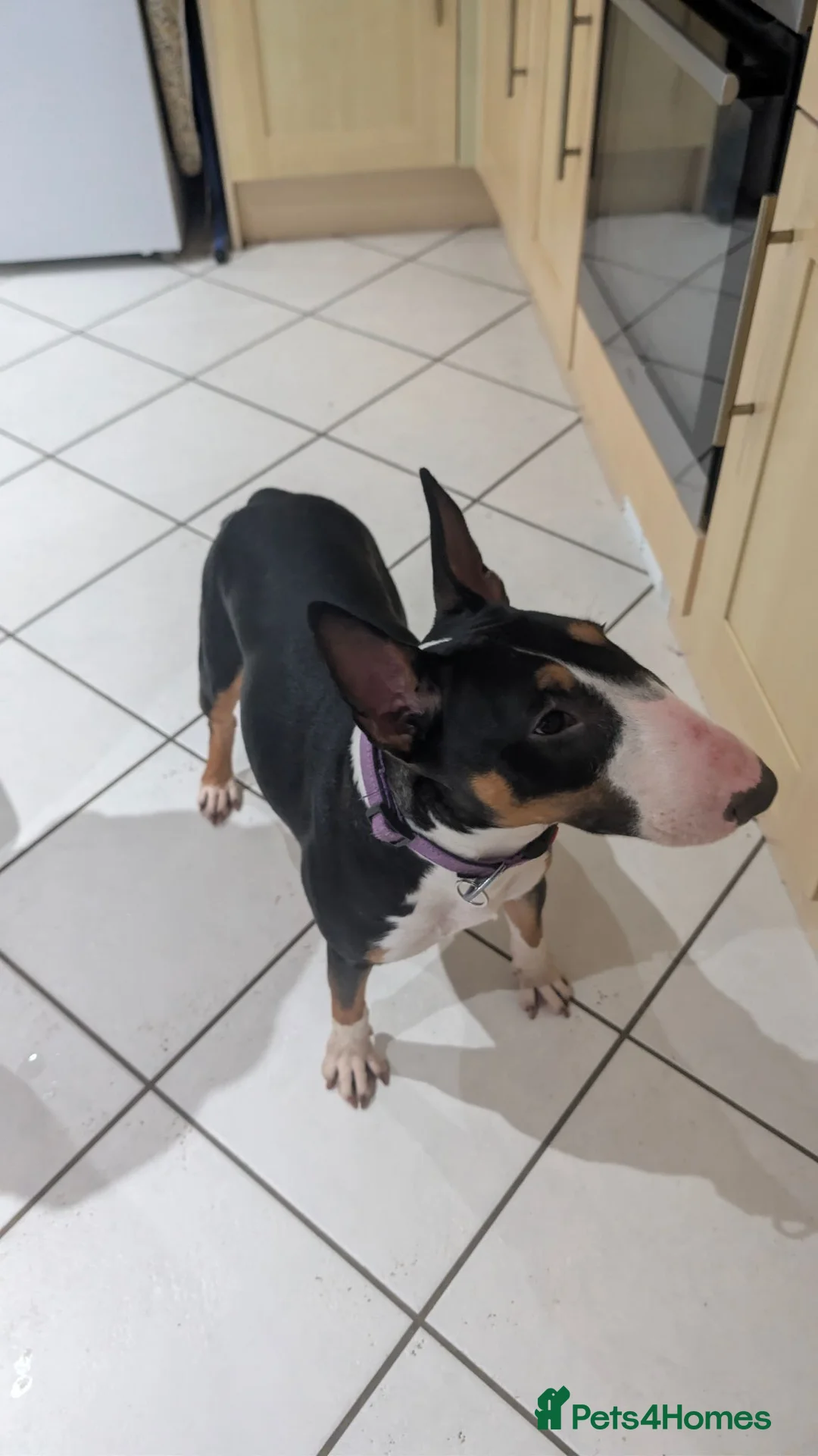 English Bull Terrier dogs for sale: Sweet female English Bull Terrier  - Advert 2