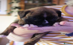 Boxer dogs for sale: KC Boxer Puppies for sale 4 Dogs 2 Bitches - Image 17
