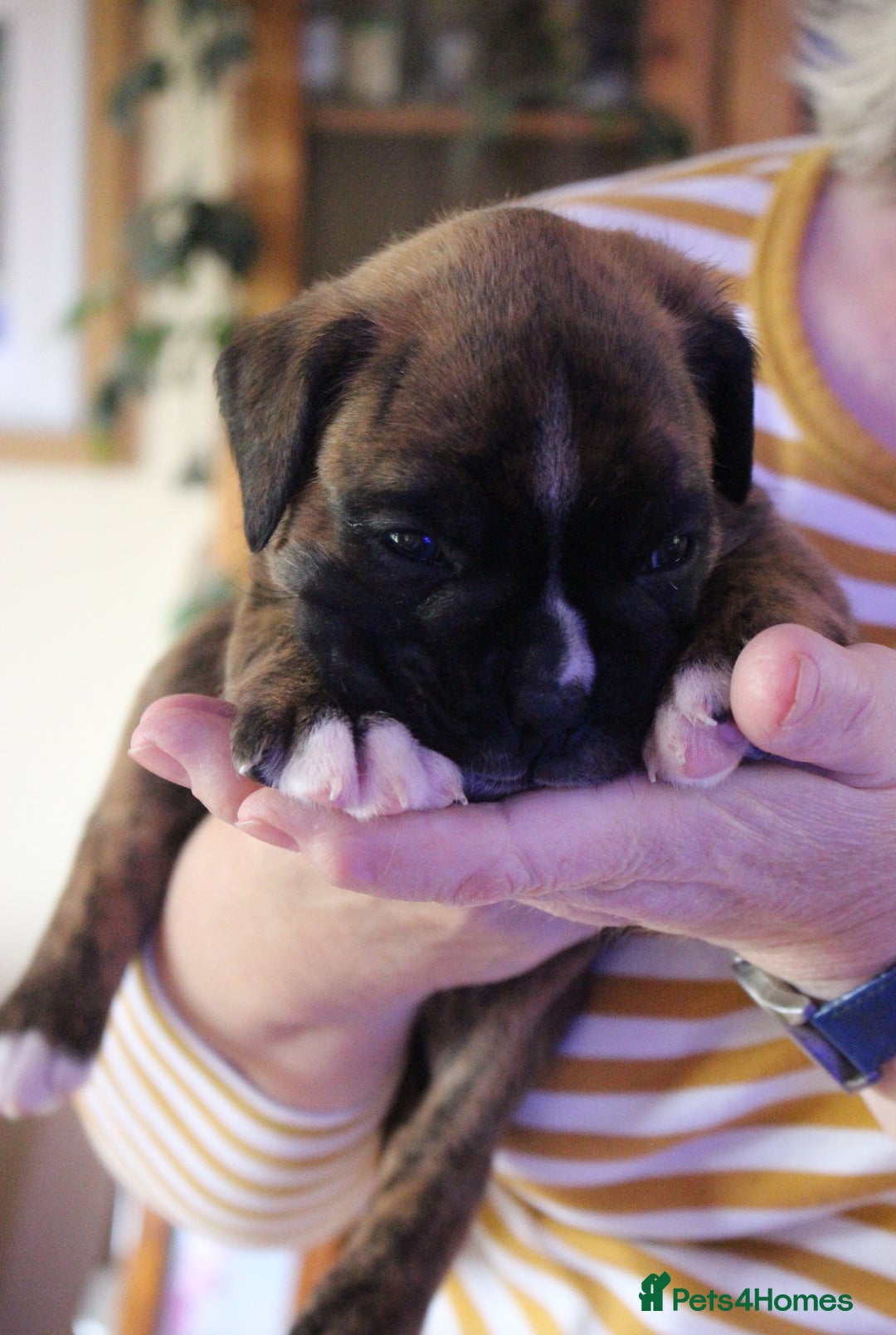 Boxer dogs for sale: KC Boxer Puppies for sale 4 Dogs 2 Bitches - Image 17