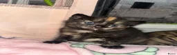 Mixed Breed cats for sale: Ragamuffin X ragdoll - Advert 7