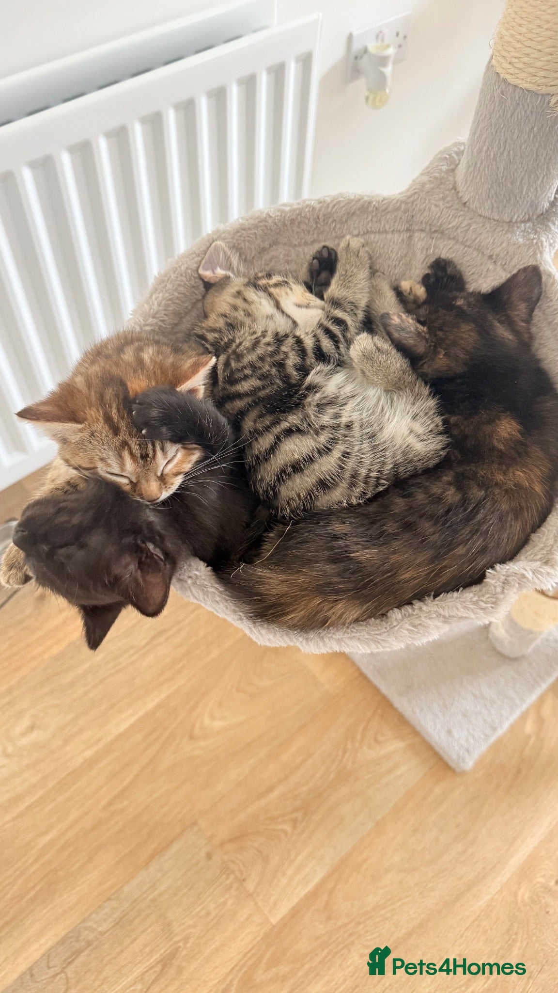 Mixed Breed cats Mixed ragdoll and tabby longhair kittens  - Advert 13