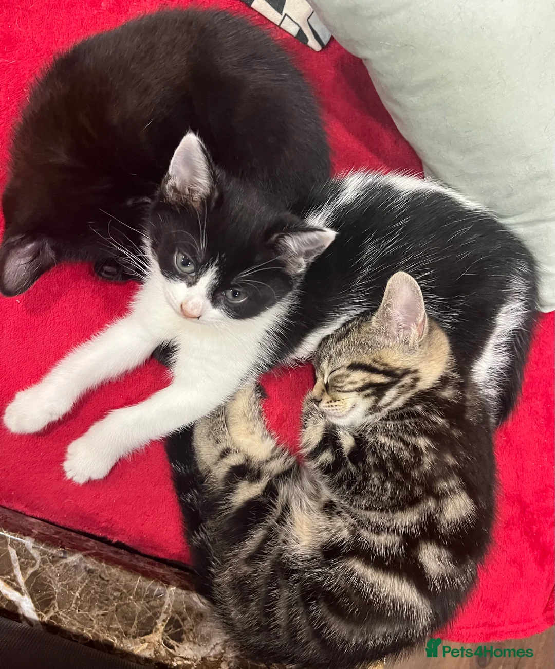 Mixed Breed cats for sale: 2 month old kittens ready for their forever homes  - Advert 3