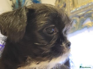 Mixed Breed dogs Beautiful Chi shi's puppies only 1 Left - Advert 4