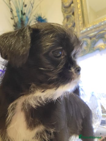 Mixed Breed dogs Beautiful Chi shi's puppies only 1 Left - Advert 2