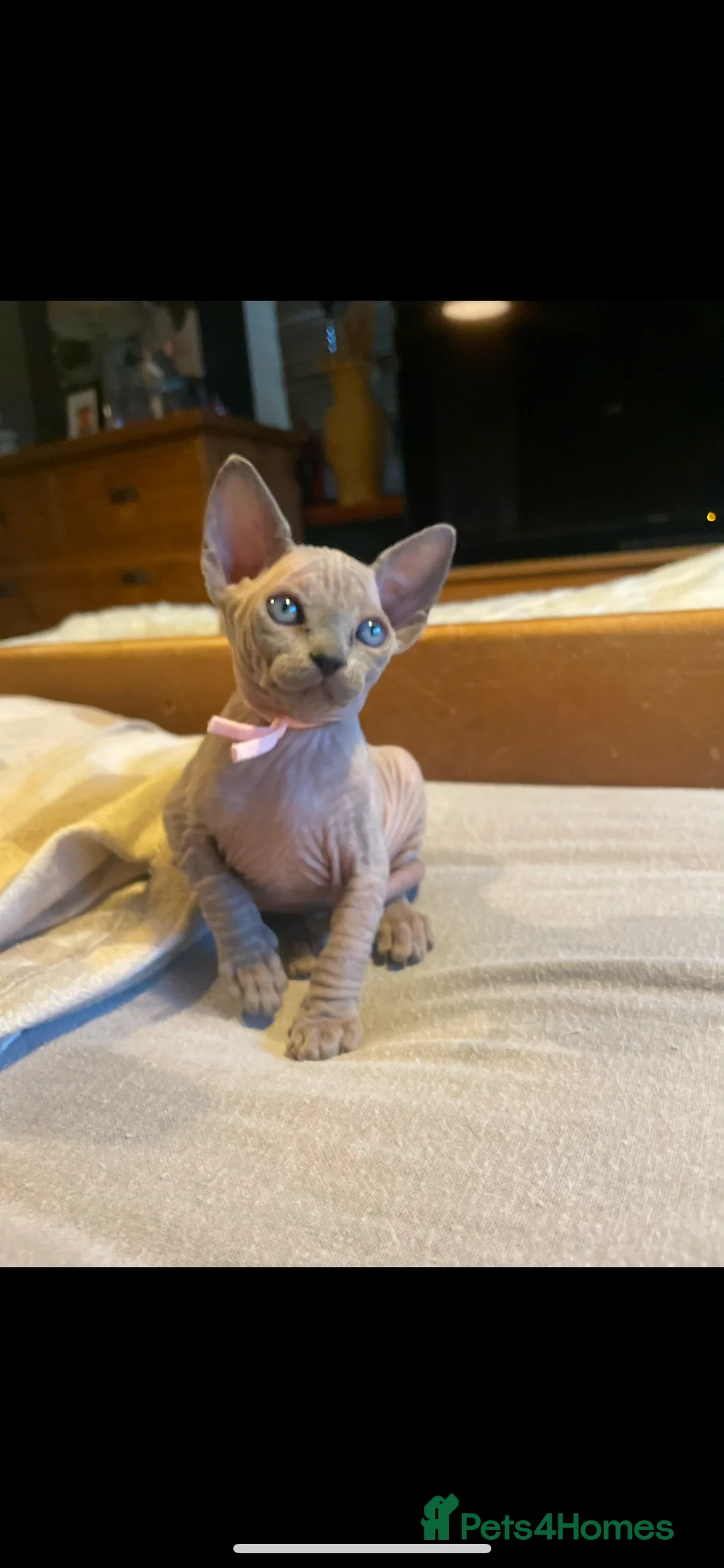 Sphynx cats for sale: Amazing Sphynx & Elf Kittens  - Advert 10