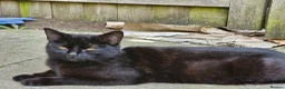 Mixed Breed cats for sale: Three beautiful kittens for sale - Advert 10