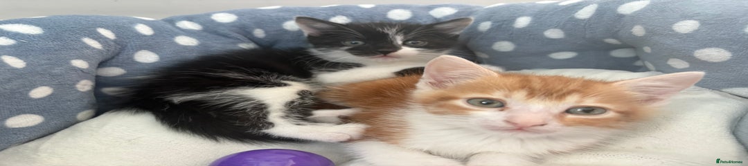 Mixed Breed Kitten 2