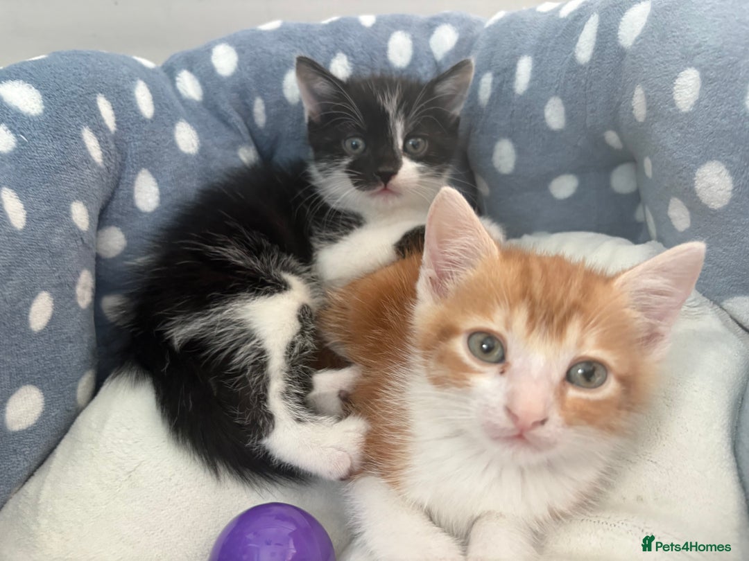 Mixed Breed cats for sale: 4 beautiful boy kittens  - Image 10