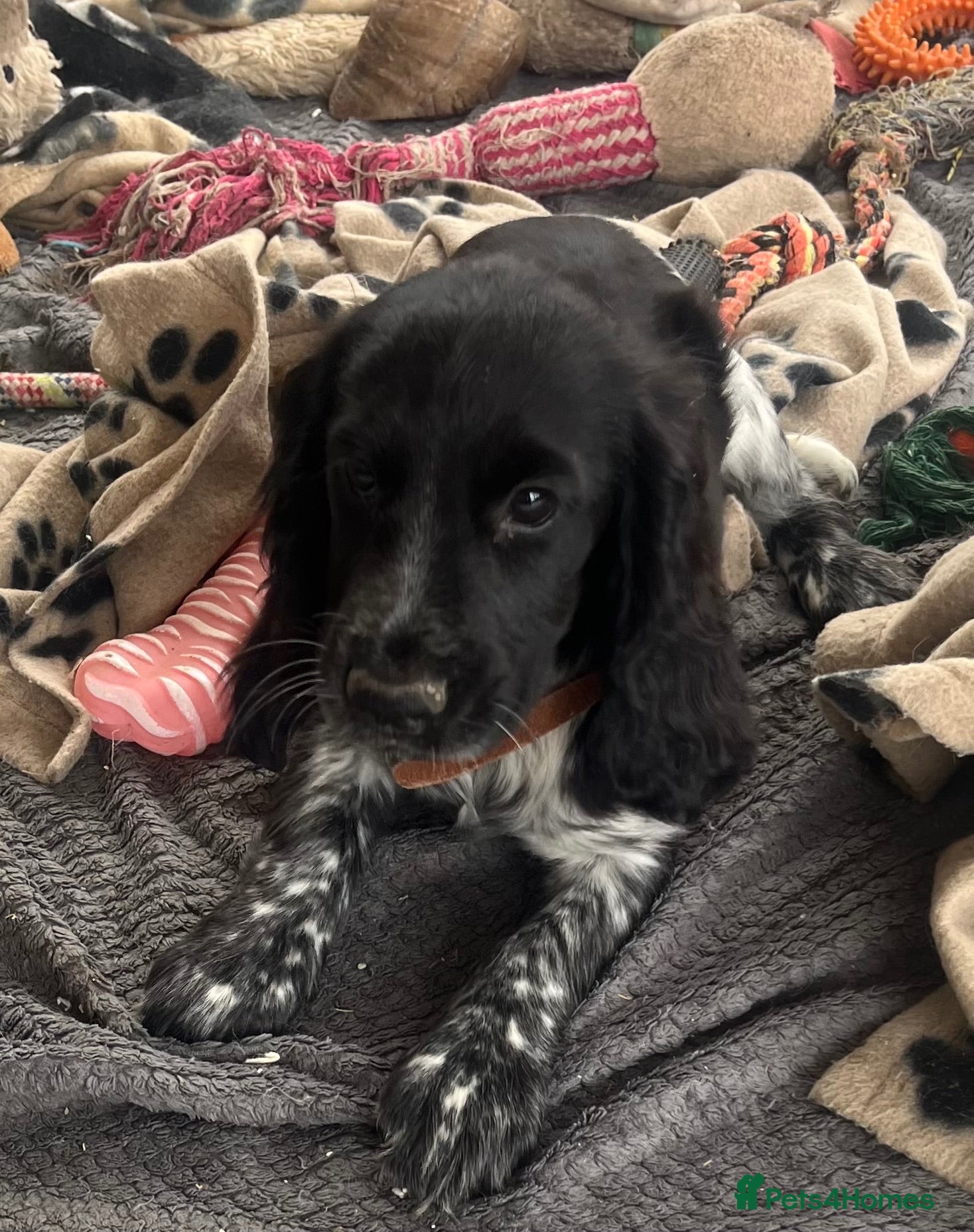 Cocker Spaniel dogs Stunning show type cocker spaniel puppies  - Advert 16