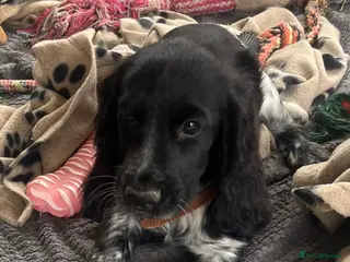 Cocker Spaniel dogs Stunning show type cocker spaniel puppies - Advert 16