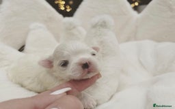 Maltese dogs for sale: ✨💫Tiny Exquisite Bambelina Maltese 💫✨ - Image 18