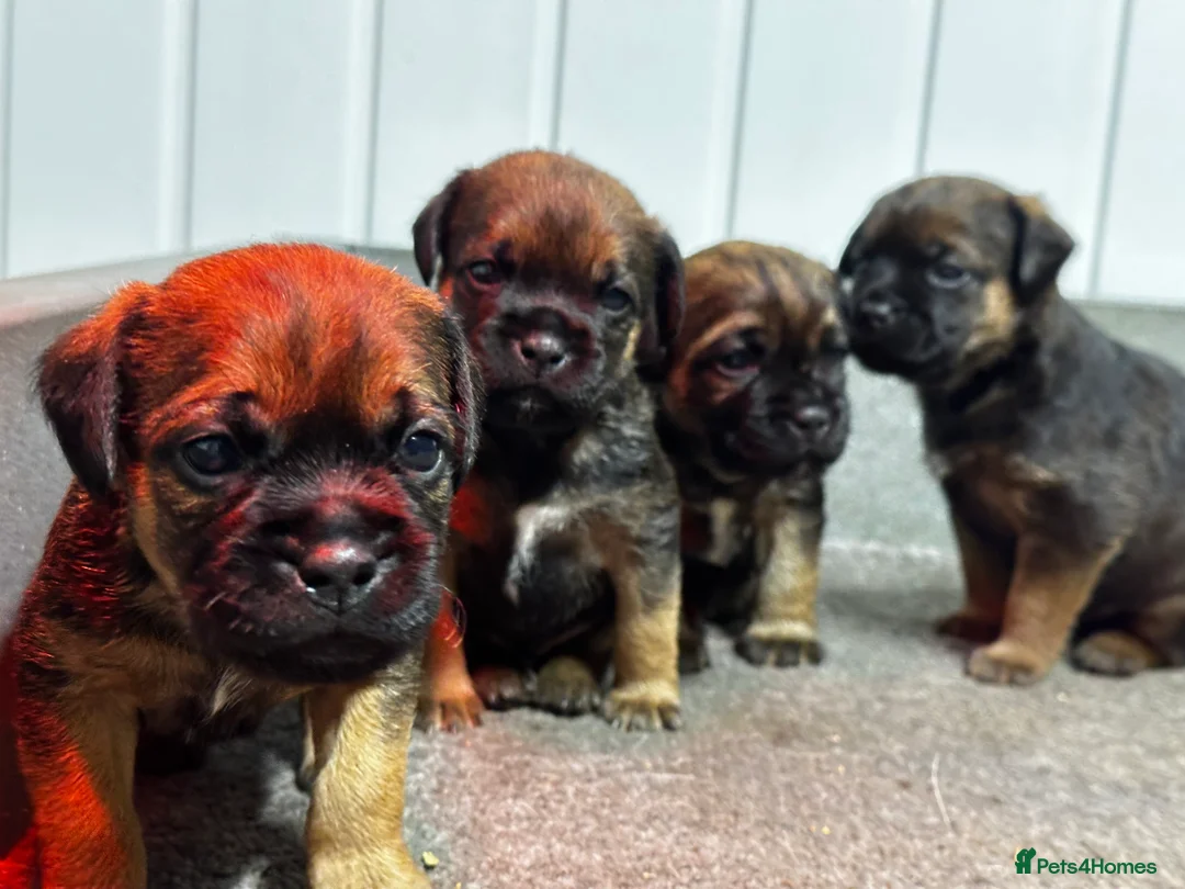 Border Terrier dogs for sale: KC Border Terrier Puppies - Advert 1