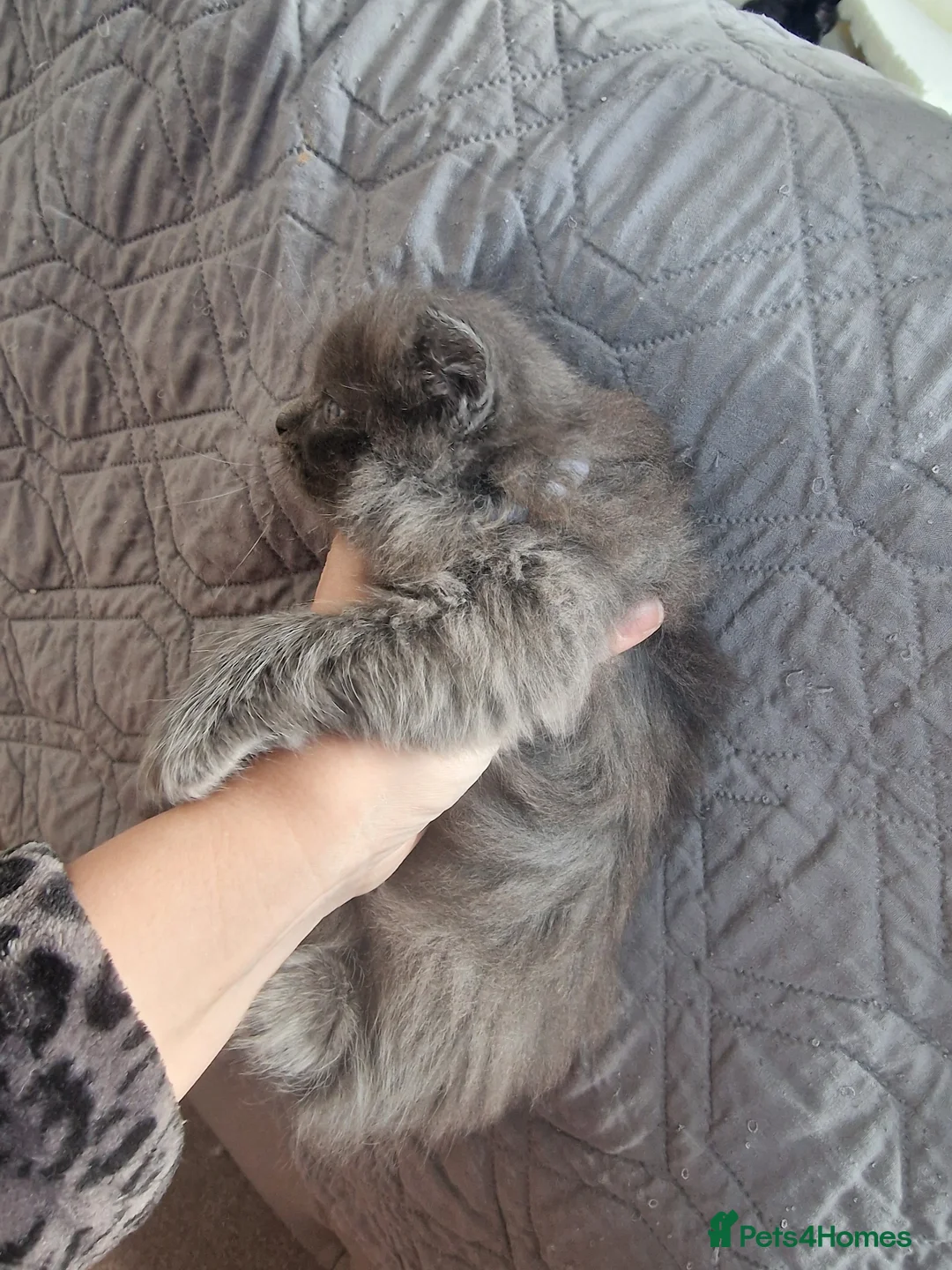 Ragdoll cats for sale: Ragdoll x British Blue kittens! - Advert 2