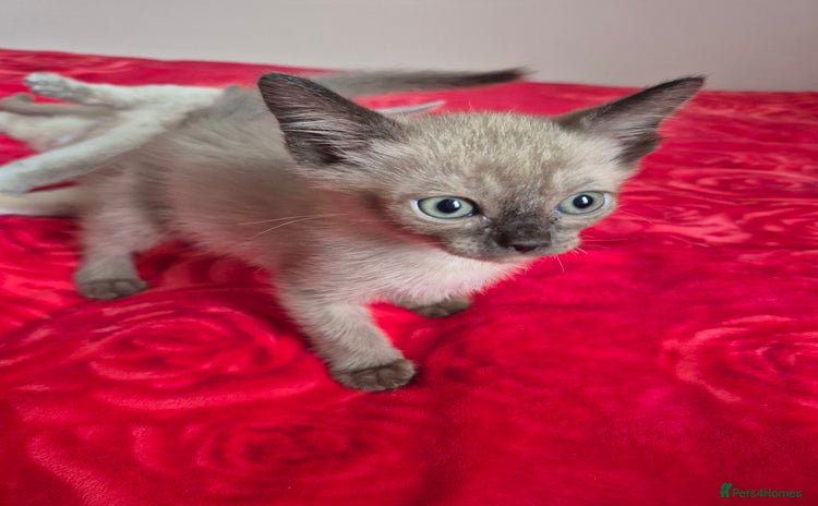 Mixed Breed cats - Advert 3