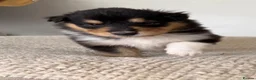 Rough Collie dogs for sale: Non Affected - Sable & White Male Rough Collie  - Advert 5