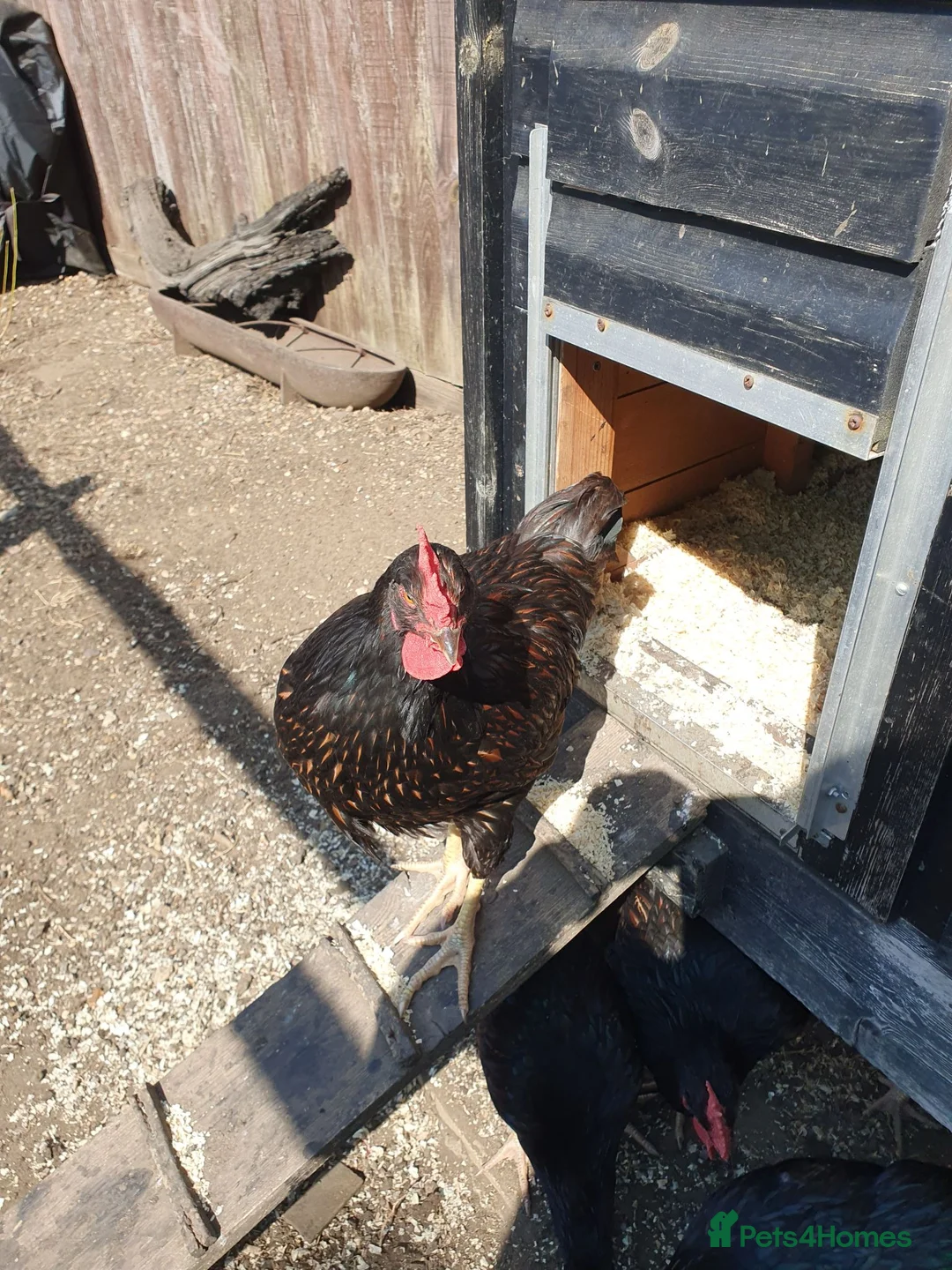Chickens poultry for sale: Gold Laced Barnevelder Cockerels - Advert 6
