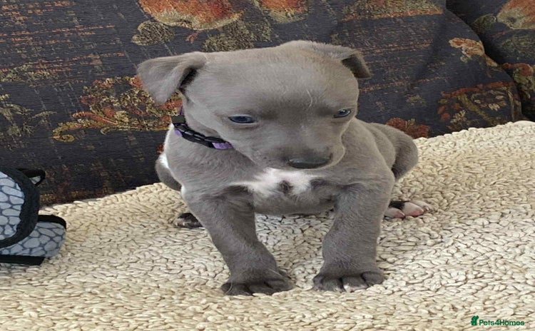Whippet dogs - Advert 5