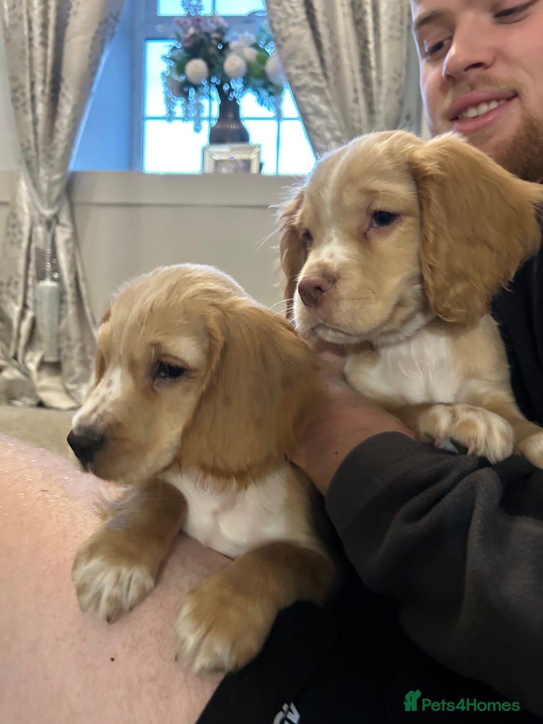 Cocker Spaniel dogs for sale: 3 Cocker Spaniel Puppies. 💙💙💙 - Advert 7